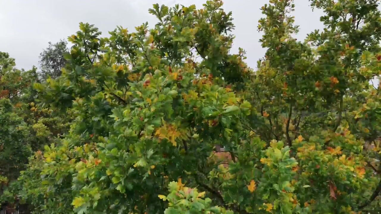 Video of Wipstrikkerallee 68