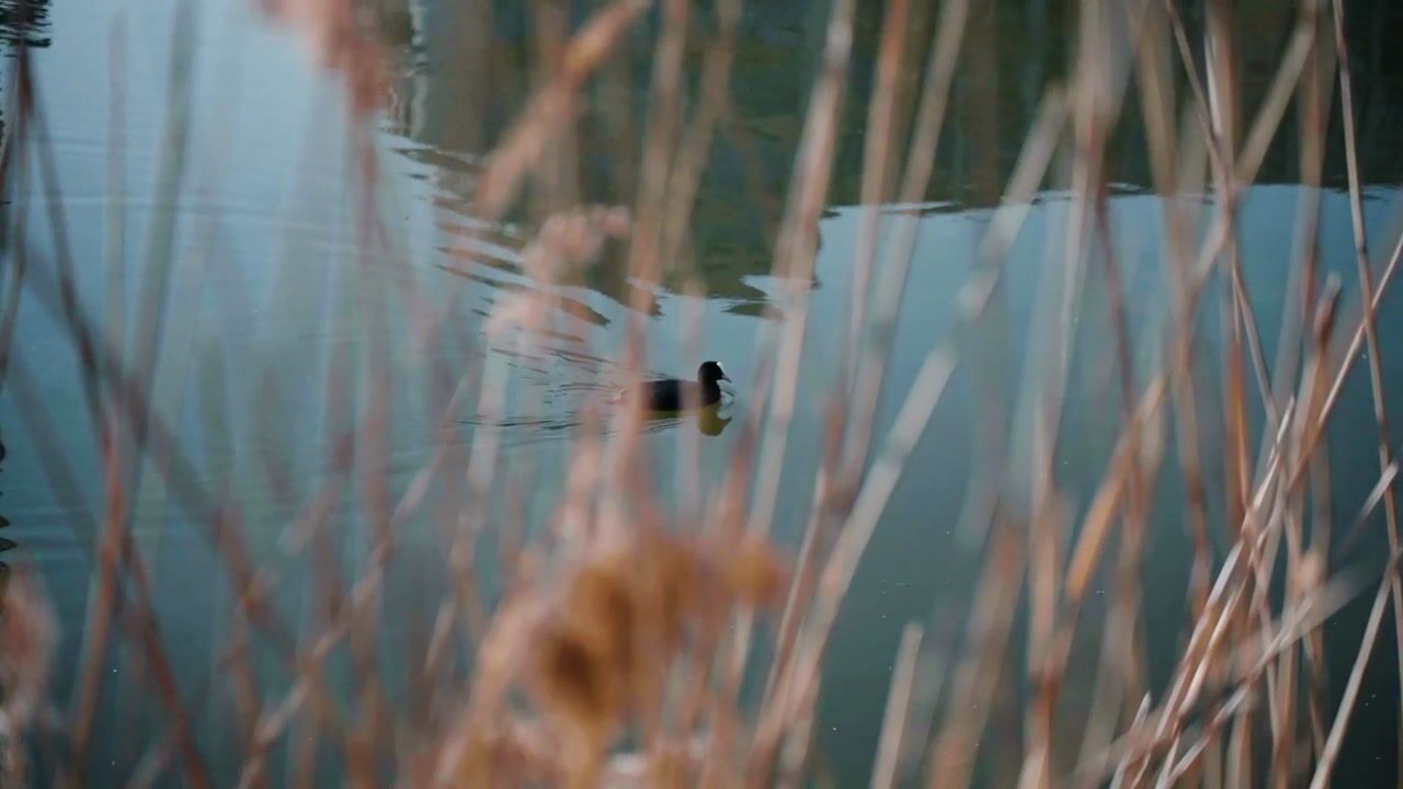 Bekijk video van The Ark