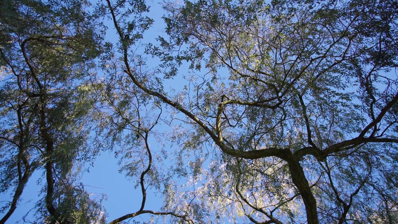 Video of Hofje van Staats 15