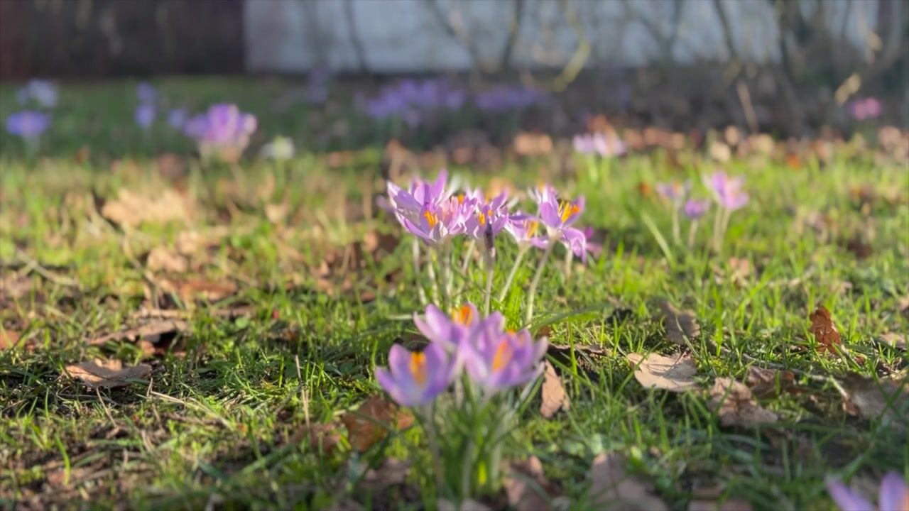 Video van Smedenweg 1