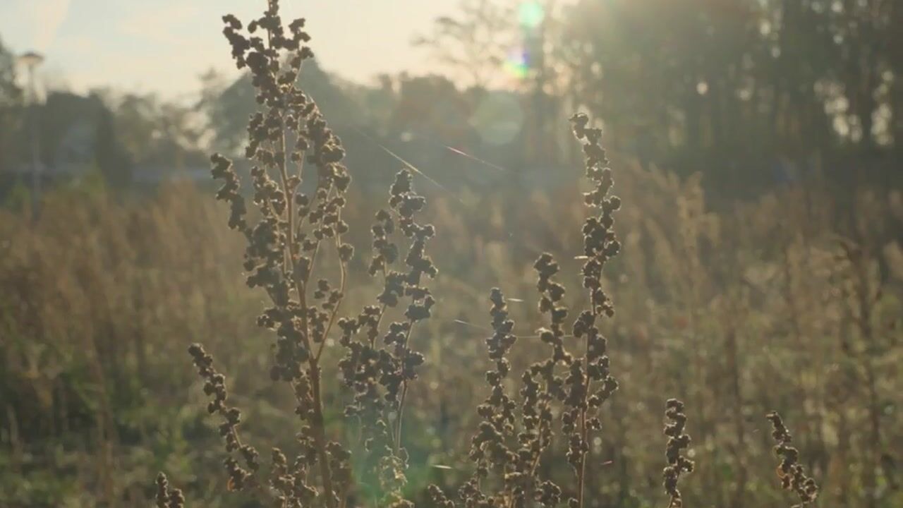 Video of Kromme Lindert 6