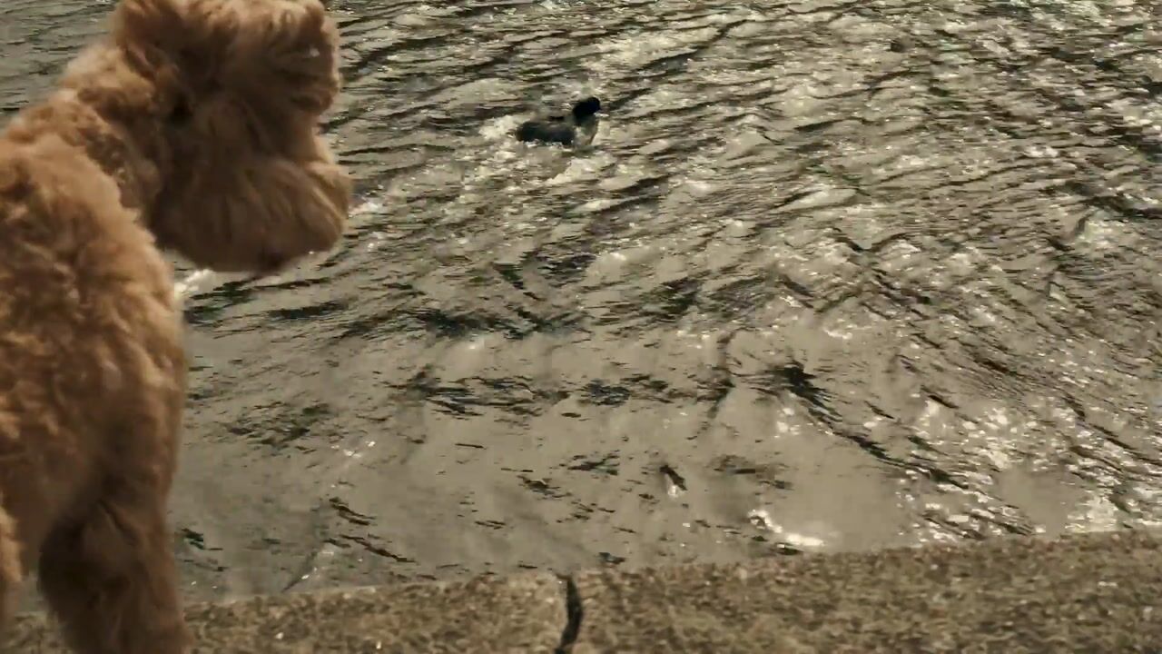 Video van Zodiakplein 119