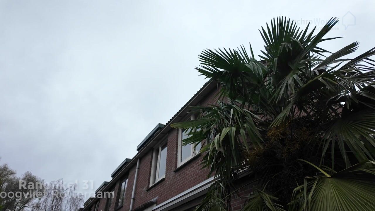 Video van Ranonkel 31