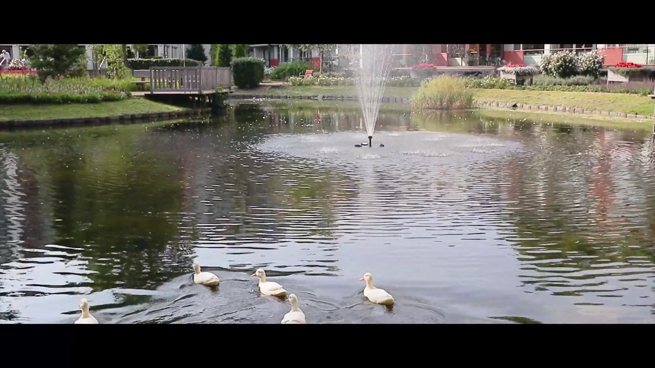 Video of Molenwijck 1