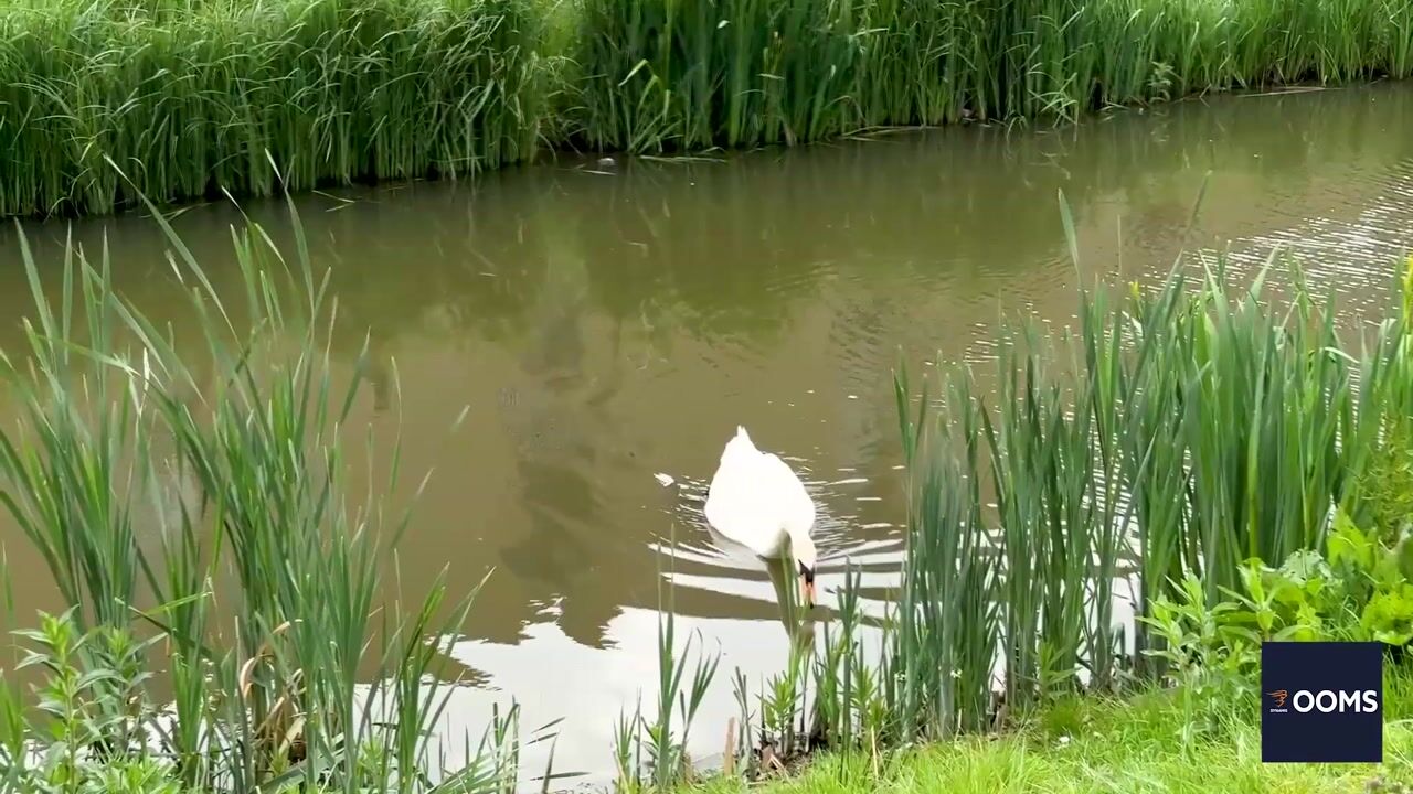 Video van Maarten Harpertsz. Trompweg 138