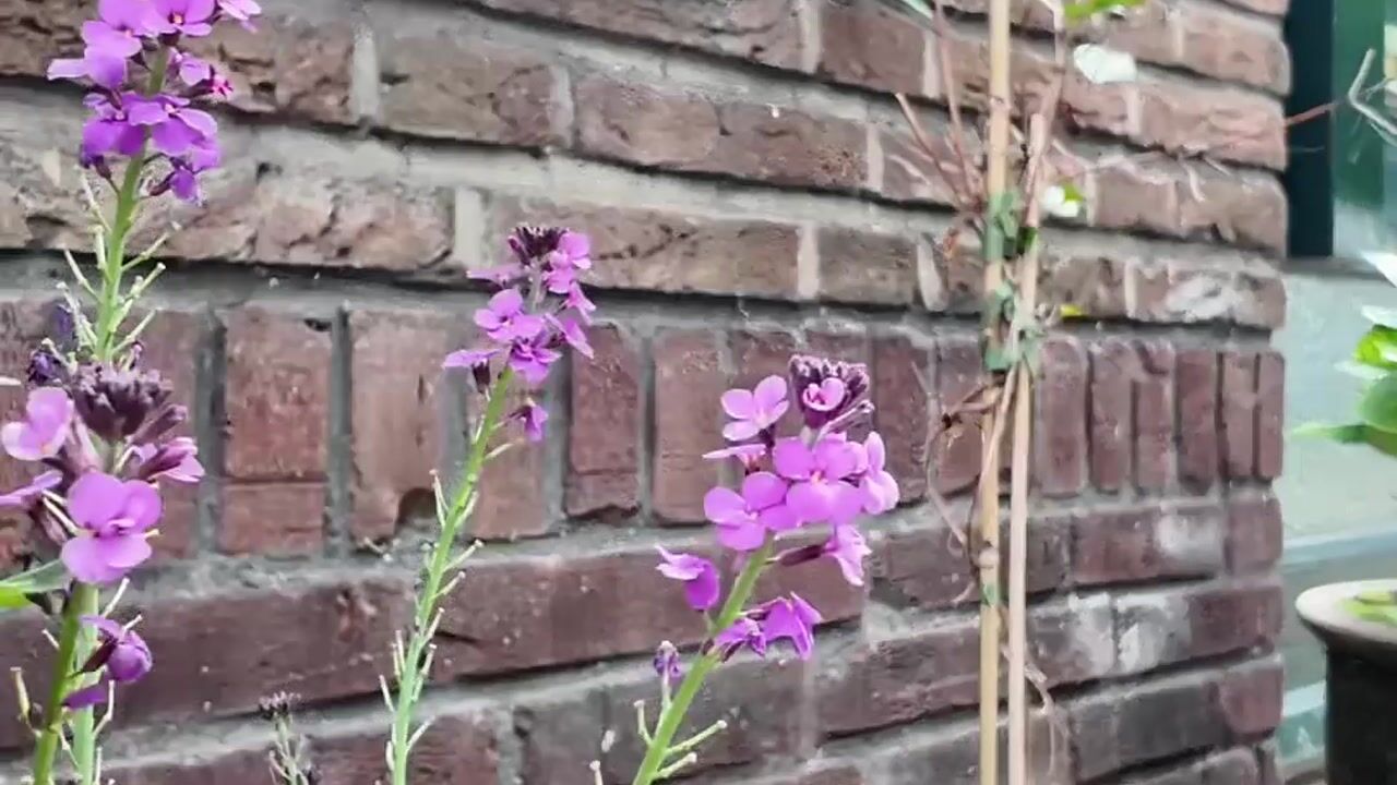 Video of Burgemeester van Tuyllkade 125