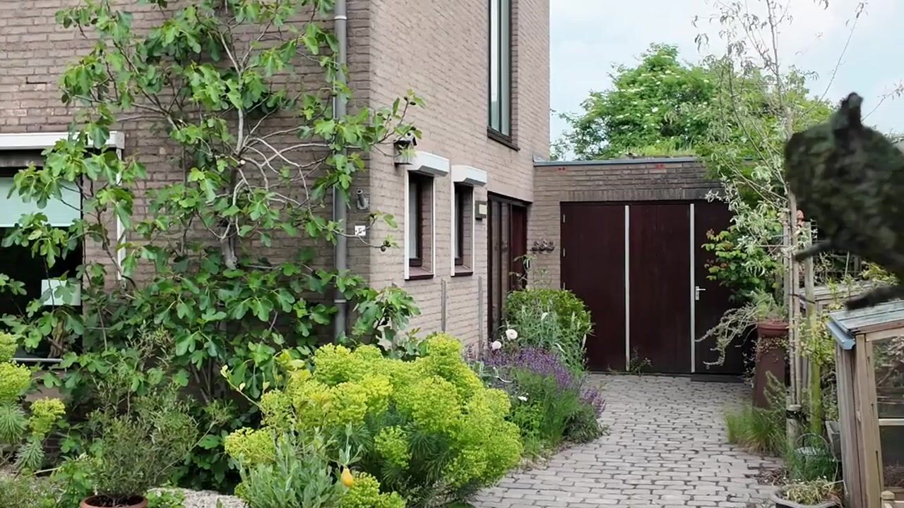 Video van Hazelaarstraat 5