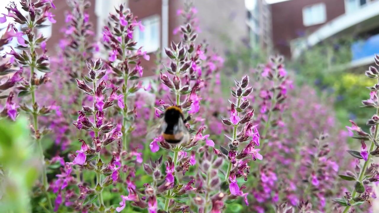 Video van Spoorbaanstraat 1-12