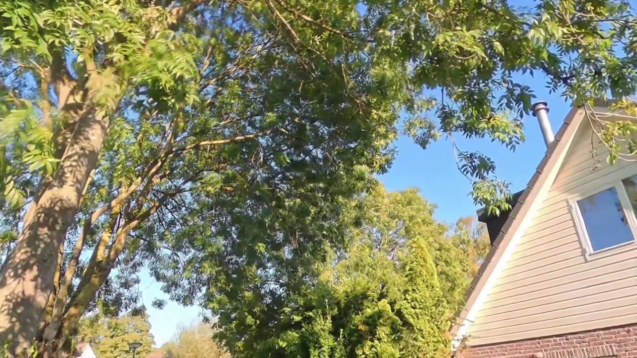 Video van Ganzendiep 1