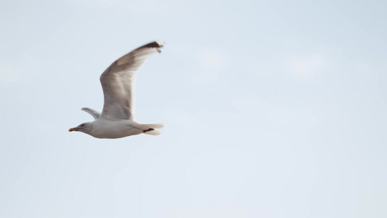 Video van Groenlandse kade 65