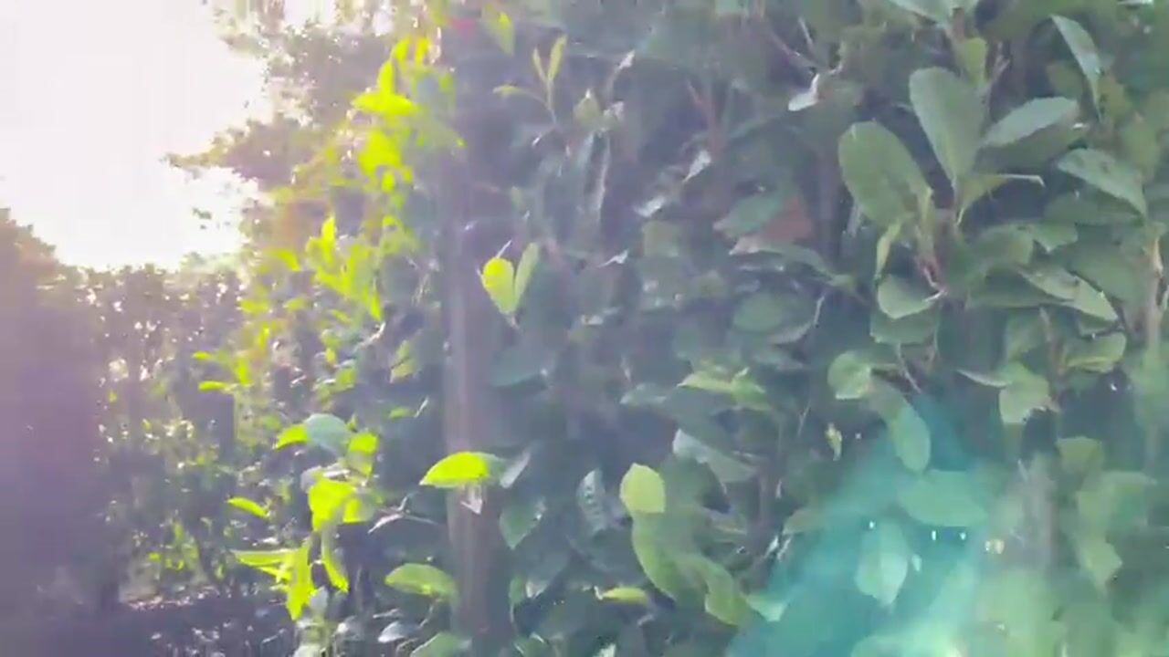 Video van nabij Zoetendijk 7a