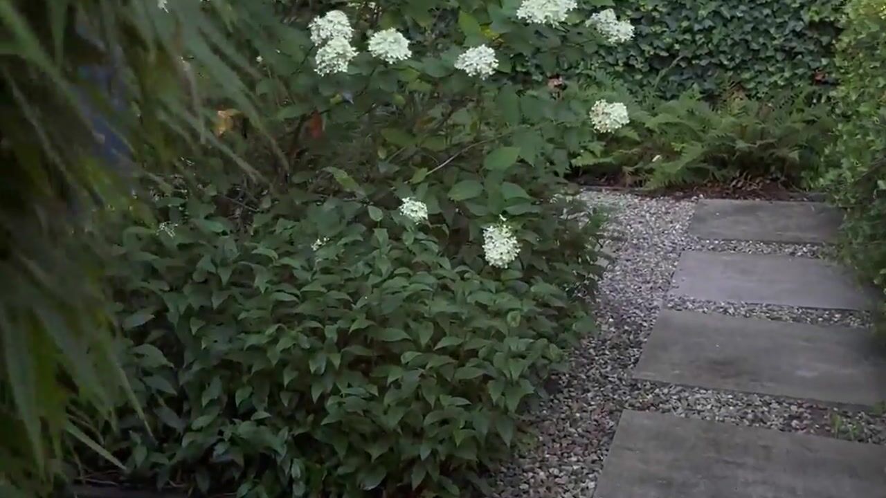 Video of De Roos van Dekama 1