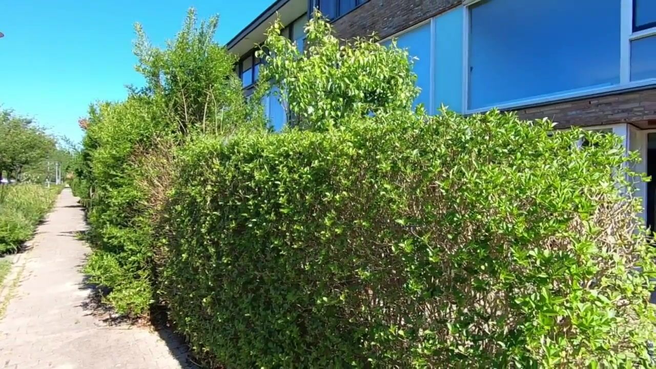 Video of Hoornplantsoen 12