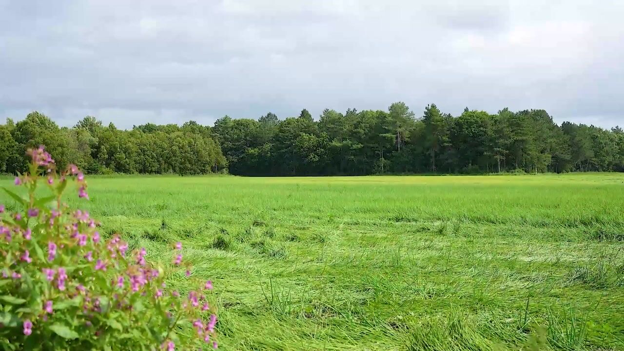 Video van Boergrup 31