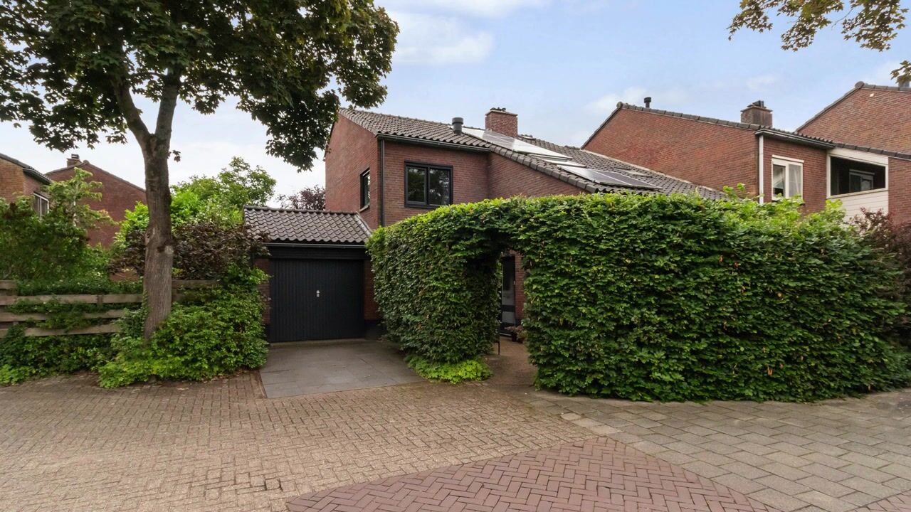 Video of Goudwespmeent 55