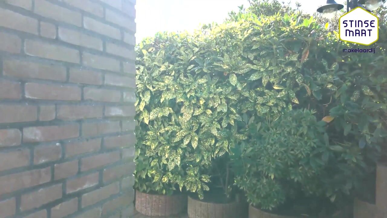 Video van Wiidswâl 23