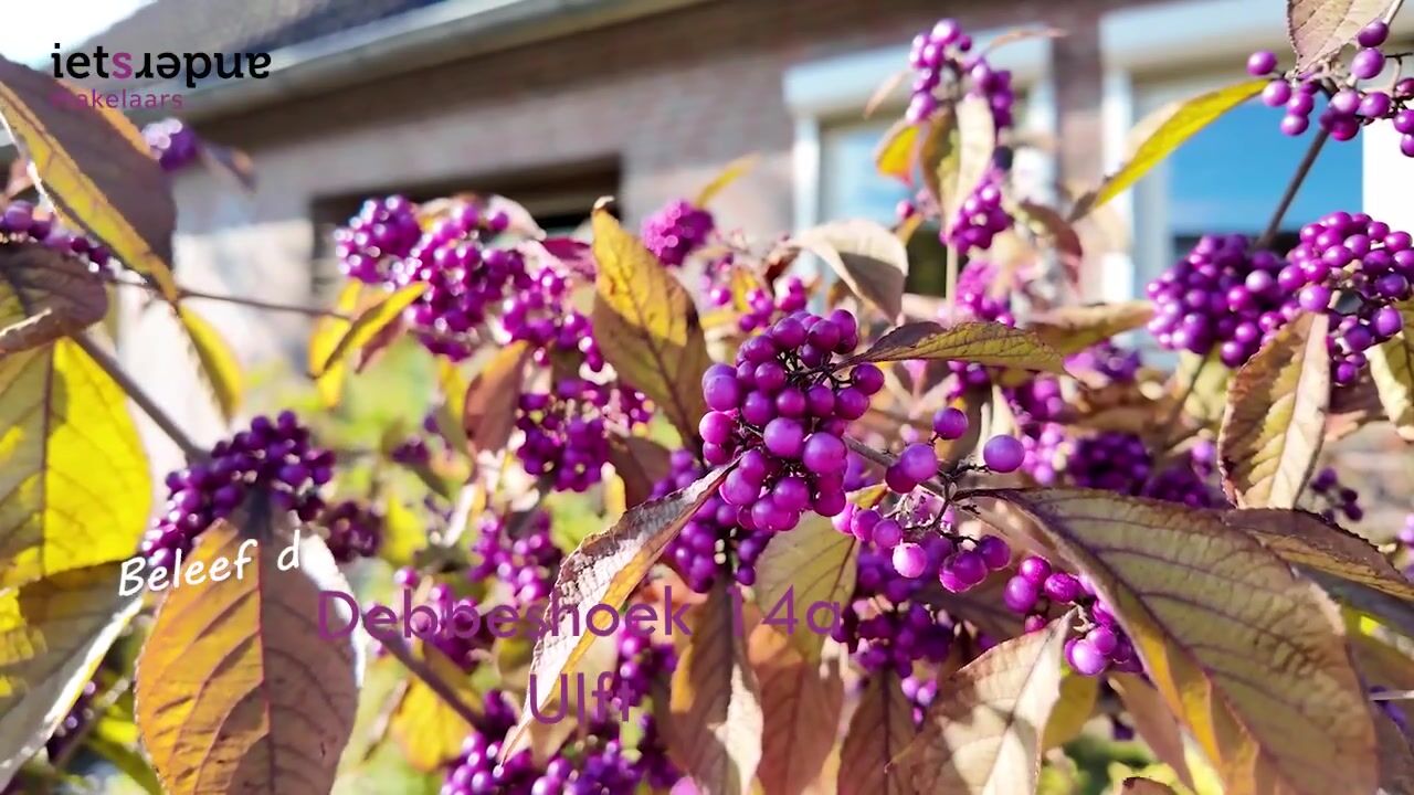 Video van Debbeshoek 14-A