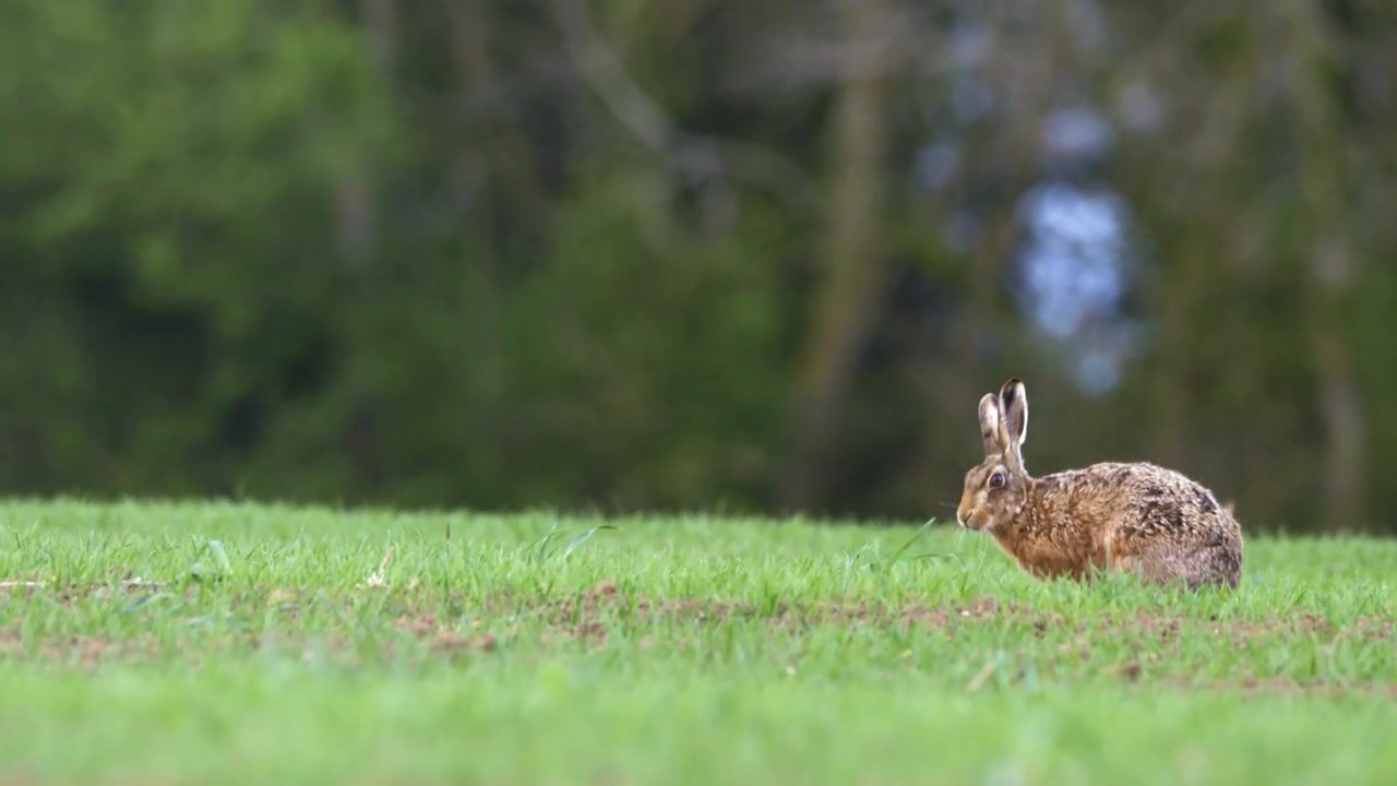 Video van Koningsweg 15-A
