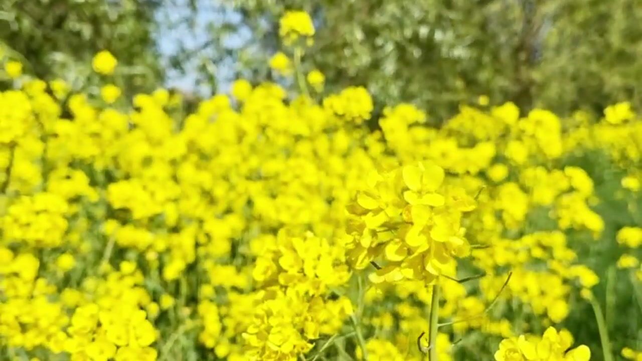 Video van Slimtocht 33