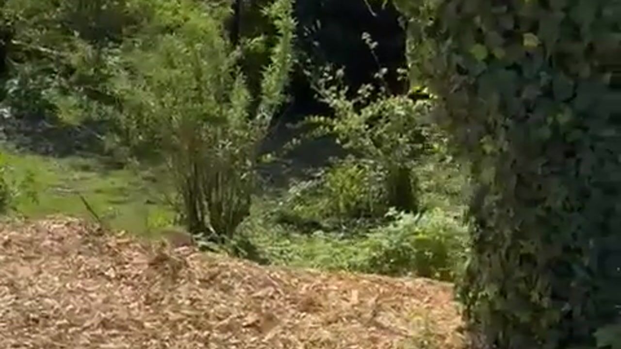 Video van Legmeerdijk 172