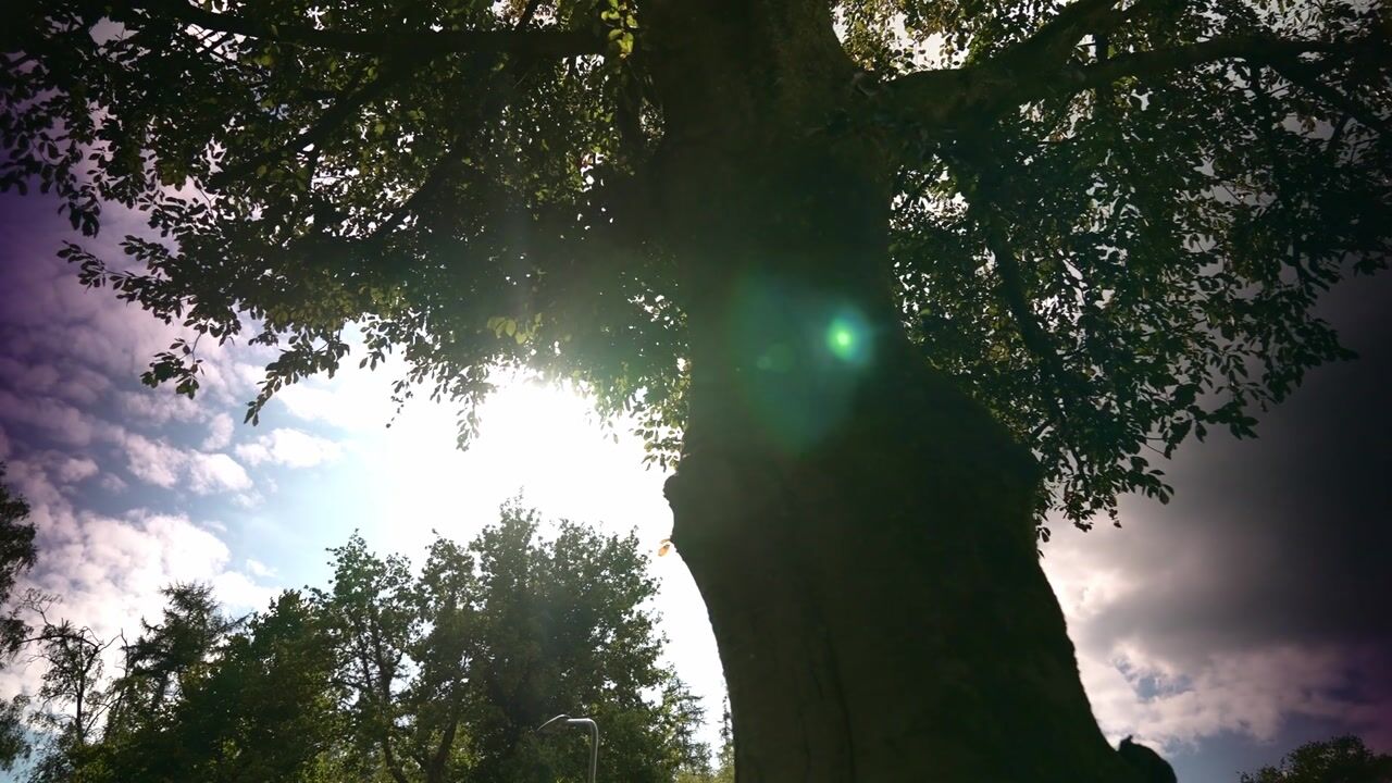 Video of Hazelaarlaan 42