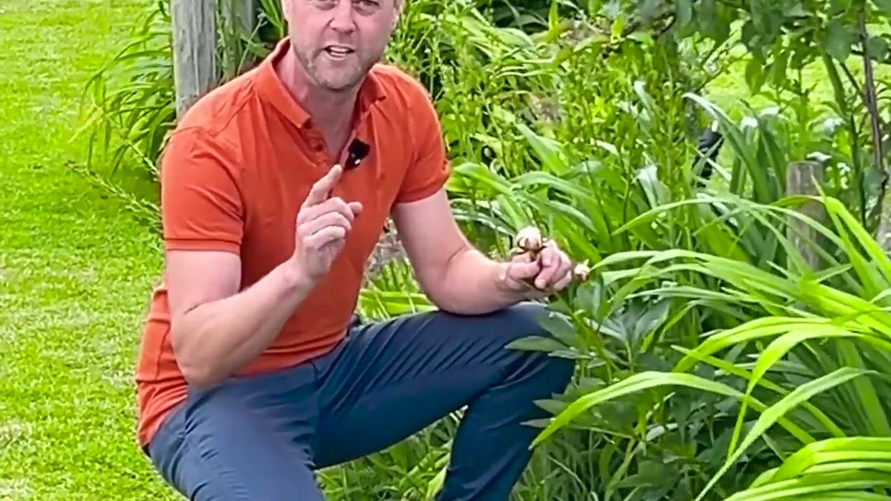 Video van Boeijengastrjitte 28