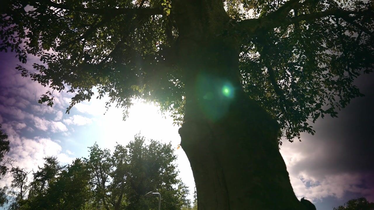 Video of Hazelaarlaan 42