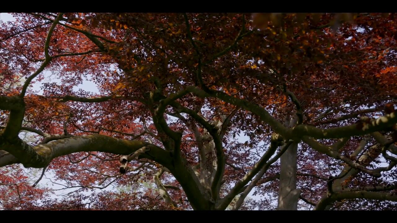 Video van Sallandsweg 9