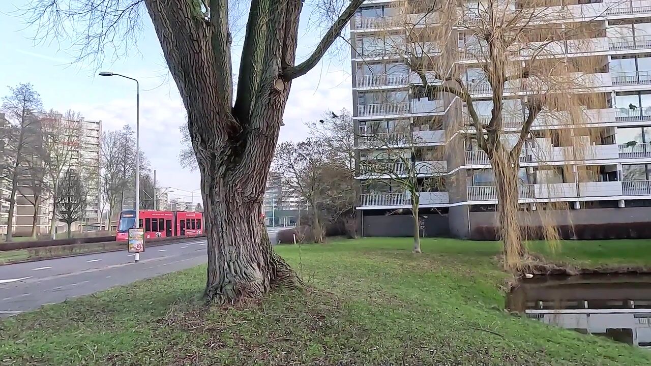 Video van Tulpentuin 161