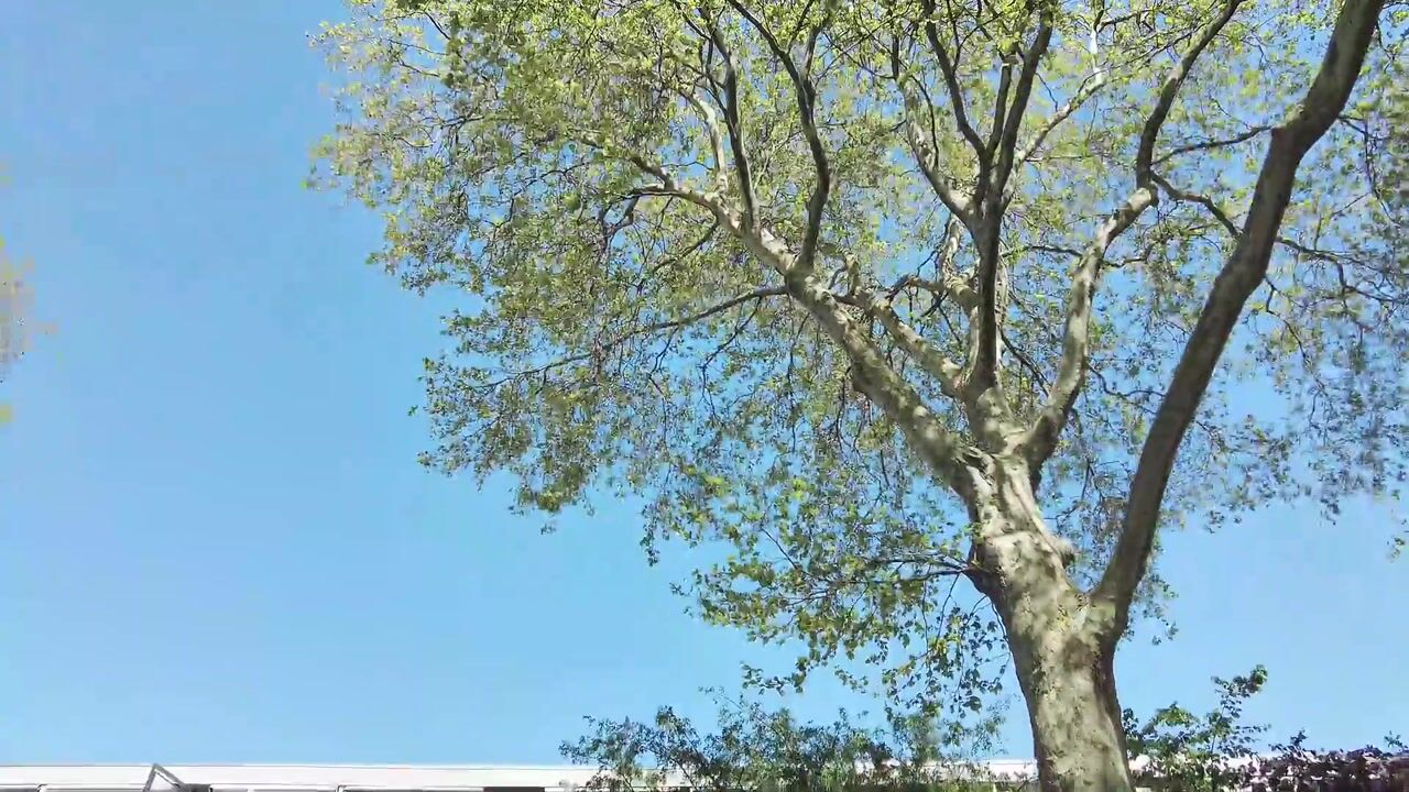 Video of Noordsingel 157-B