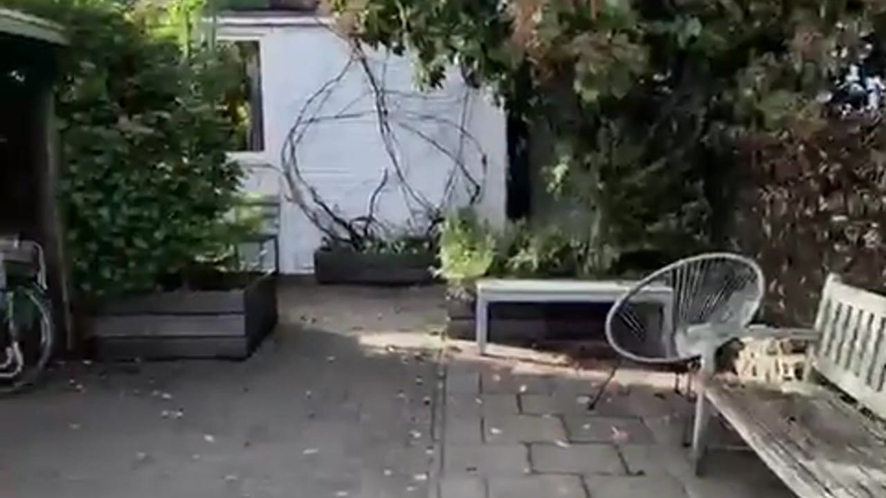 Video van Donsvlinder 50