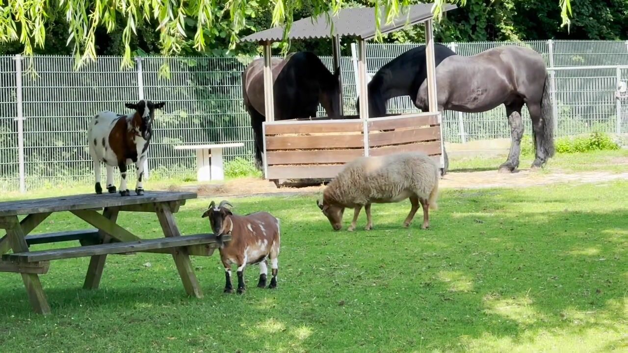 Video van Hertog Albrechtlaan 17