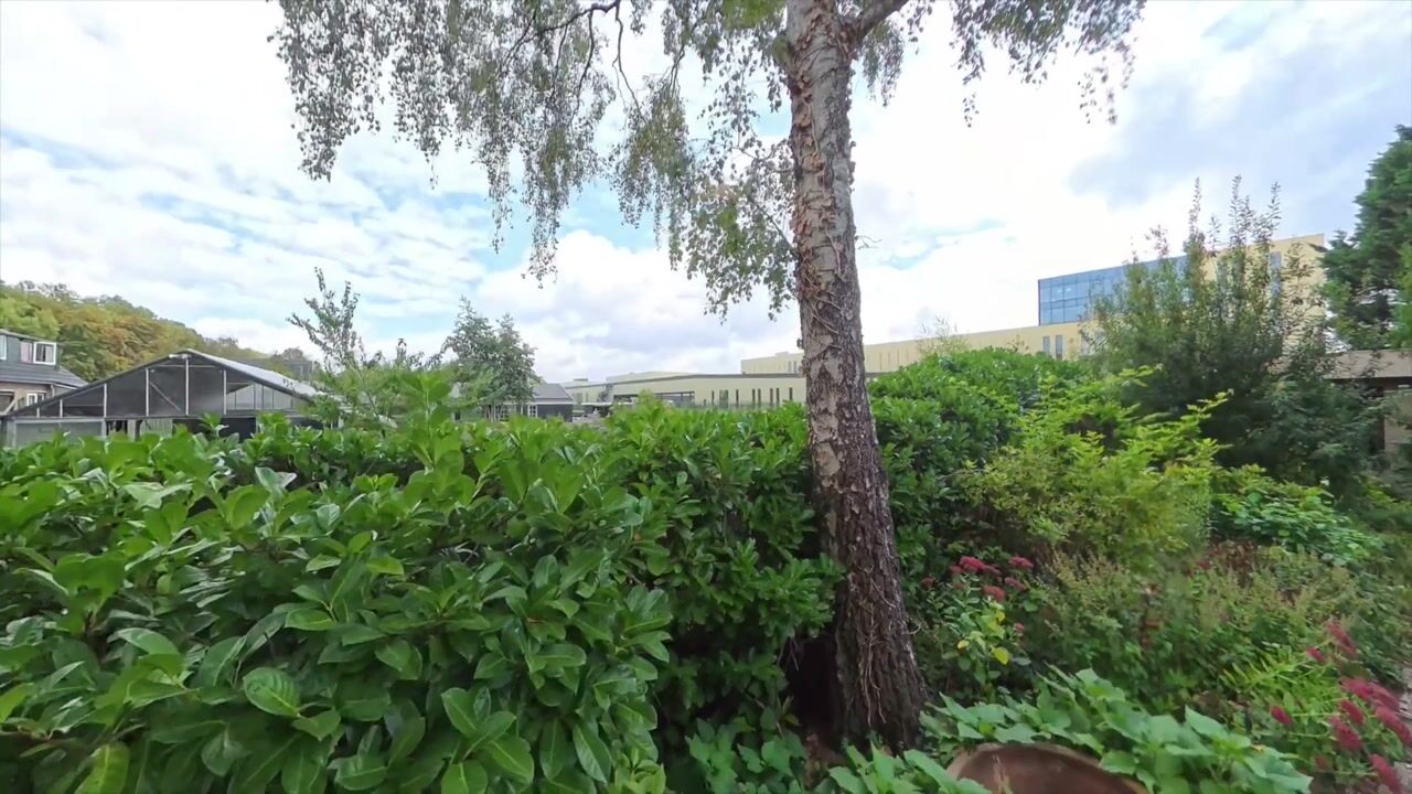 Video van Hornweg 126