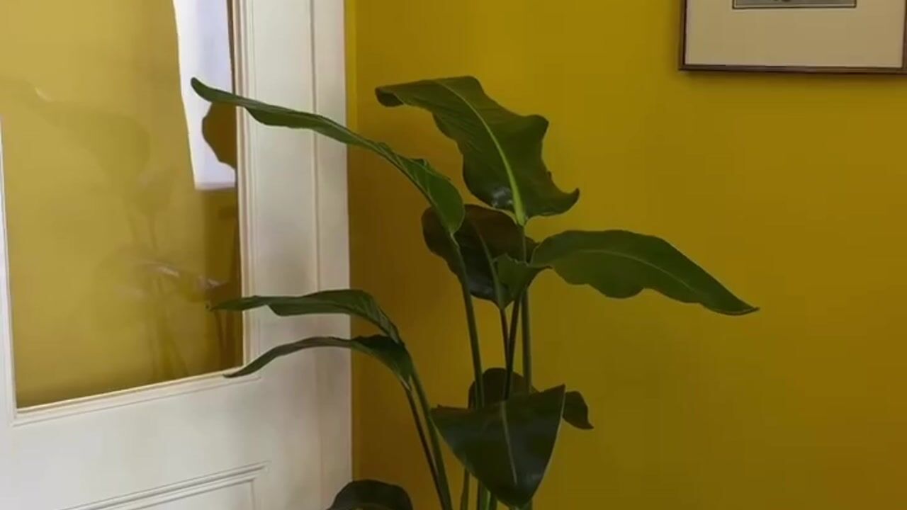 Video van Adriaanstraat 29