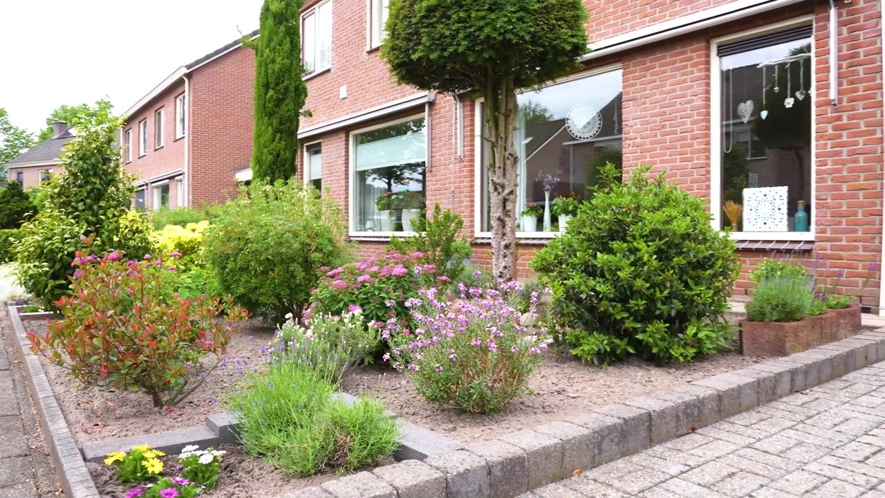 Video of Ganzebloem 11