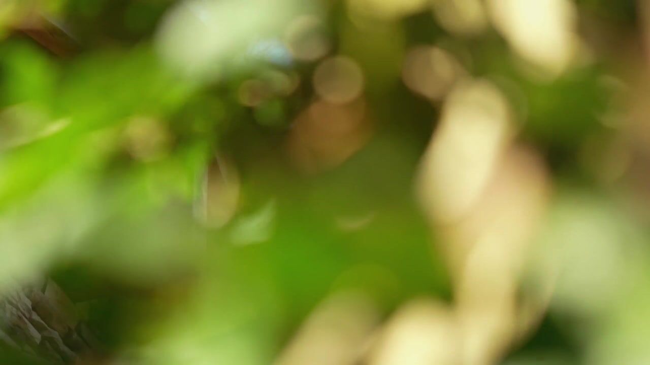 Video van Drieseweg 82