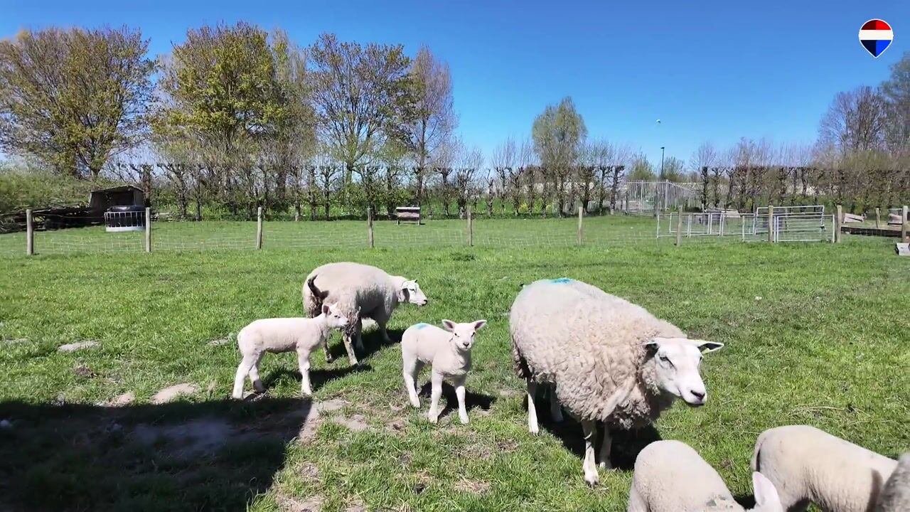 Video van Stijgbeugel 71