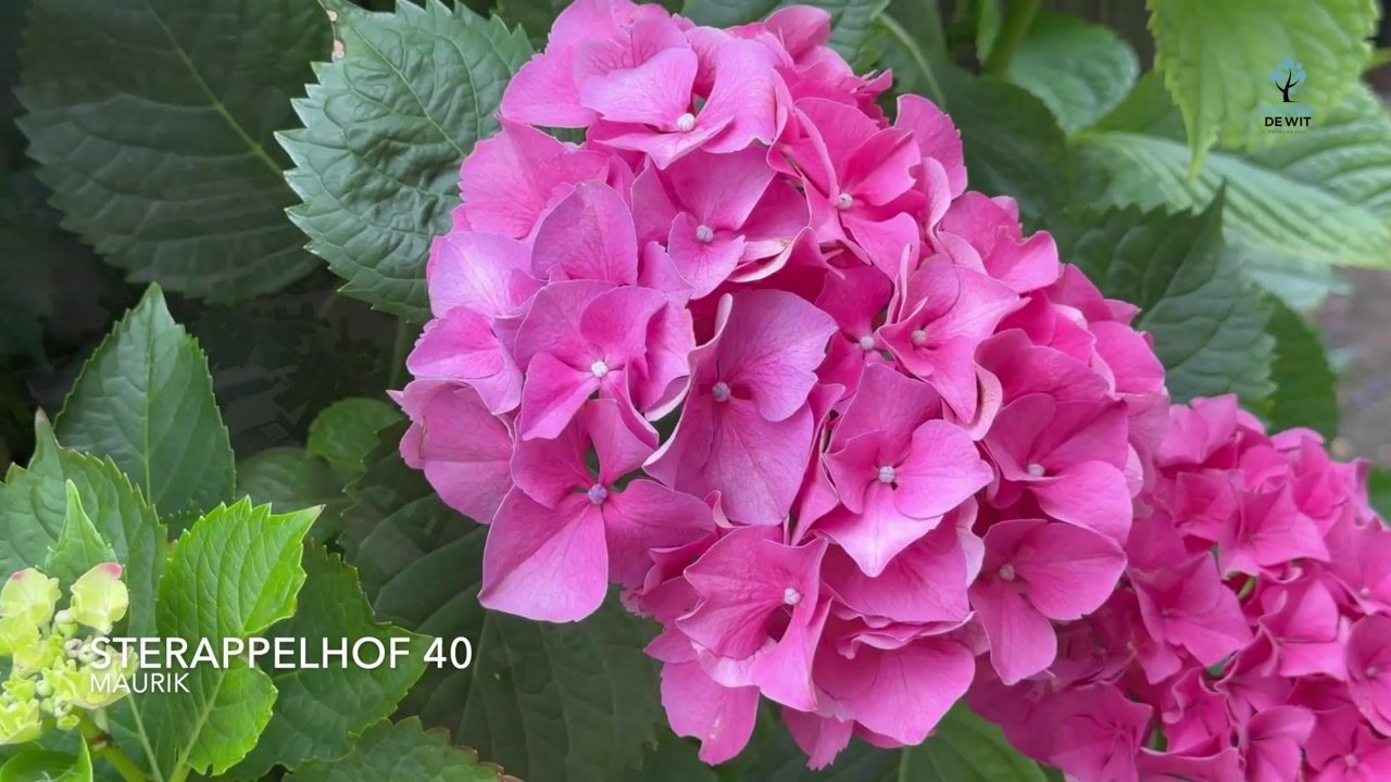 Video van Sterappelhof 40
