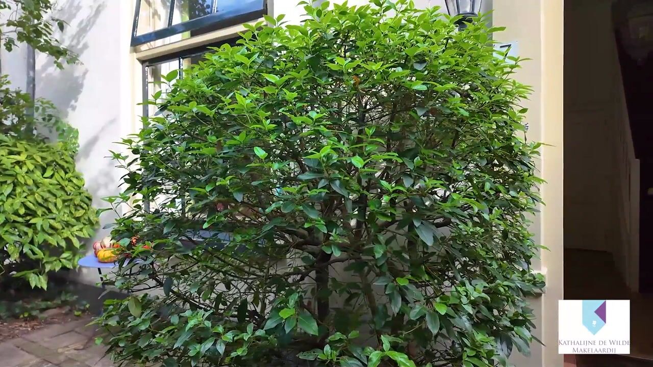 Video of Raadhuissteeg 7