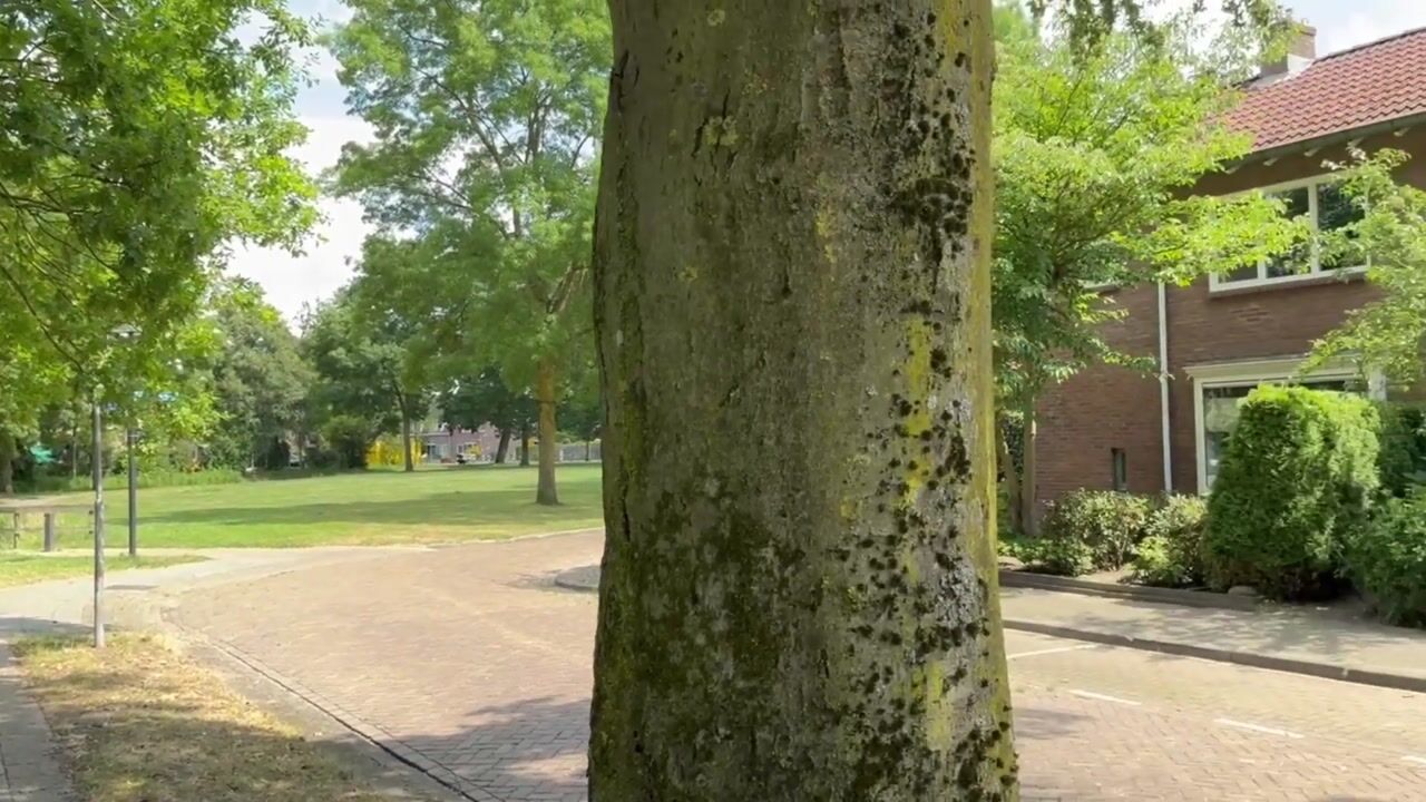 Video van Paulinastraat 69
