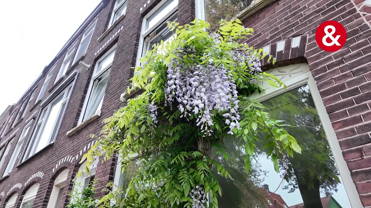 Video of Zaagmolenkade 29