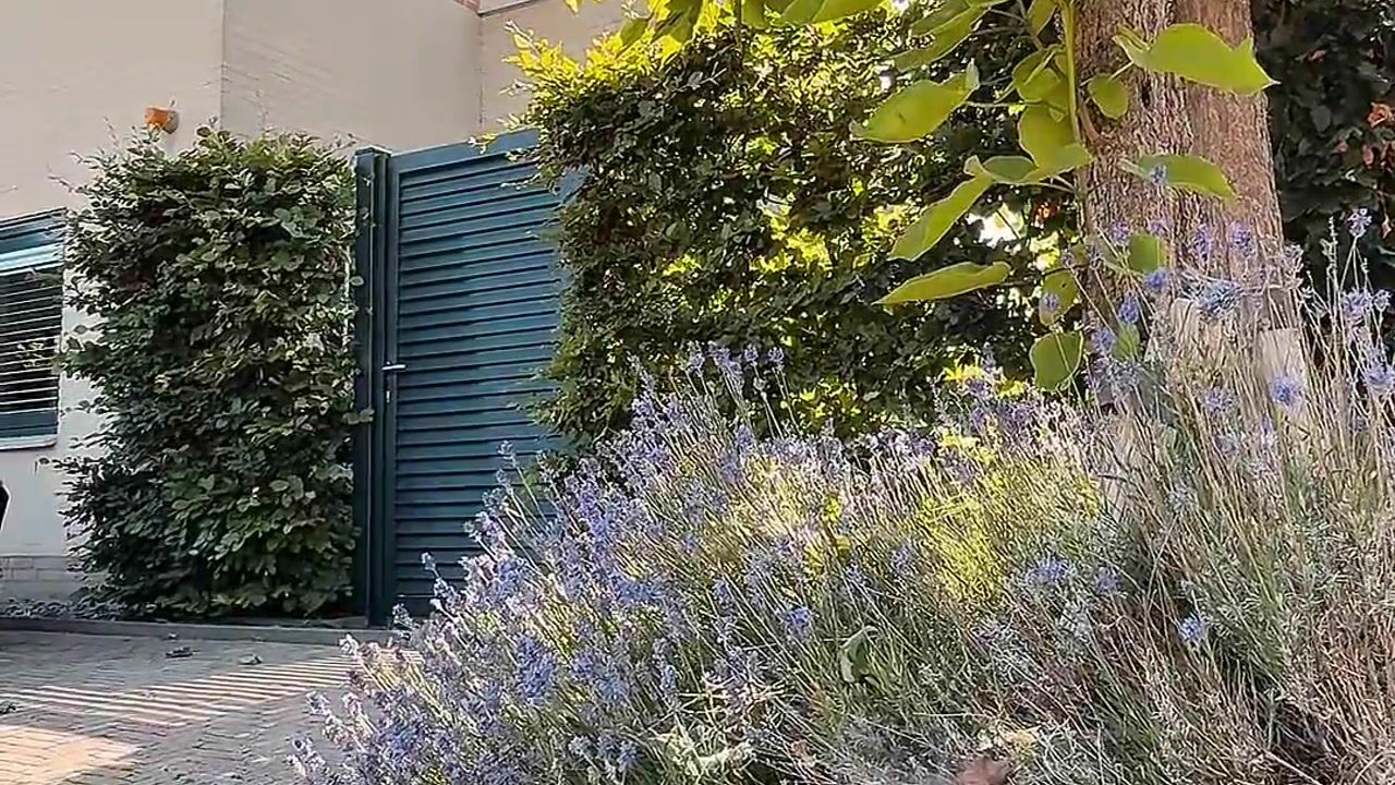 Video van Palissade 11