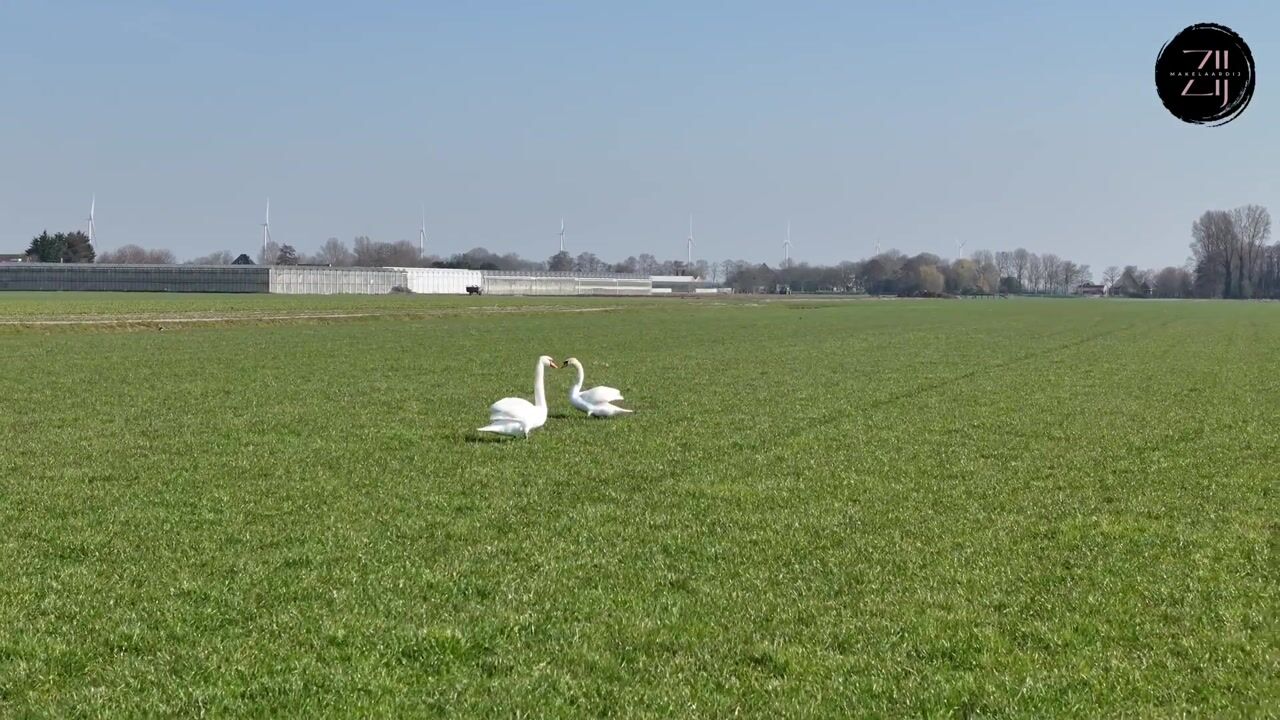 Video of Herenweg 90-A