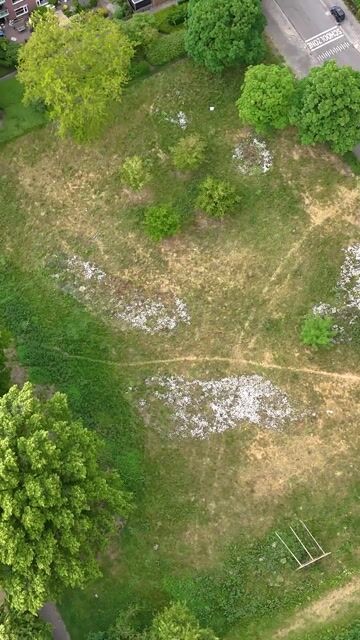 Bekijk video van Octaaf