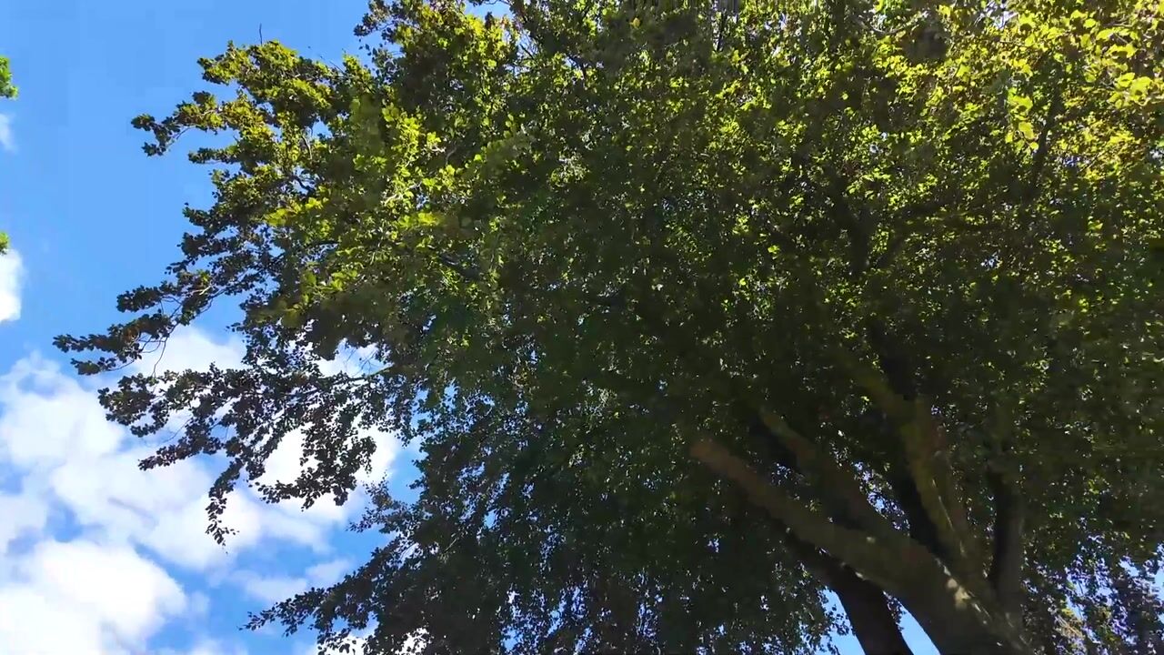 Video van Arnhemseweg 99