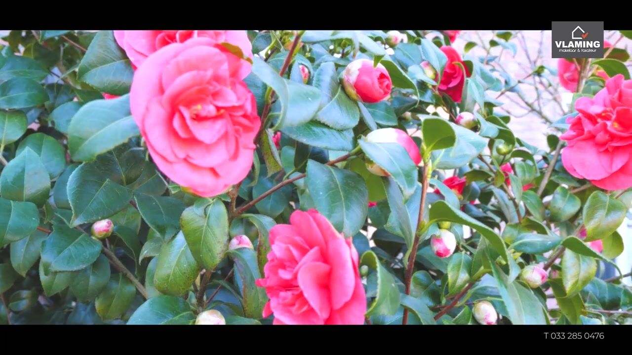 Video van Merelstraat 34