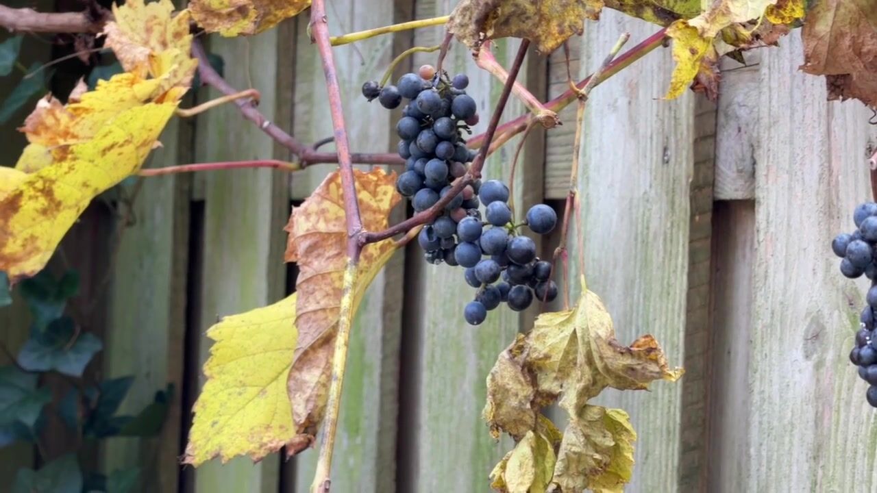 Video van Hoofdweg 328-H