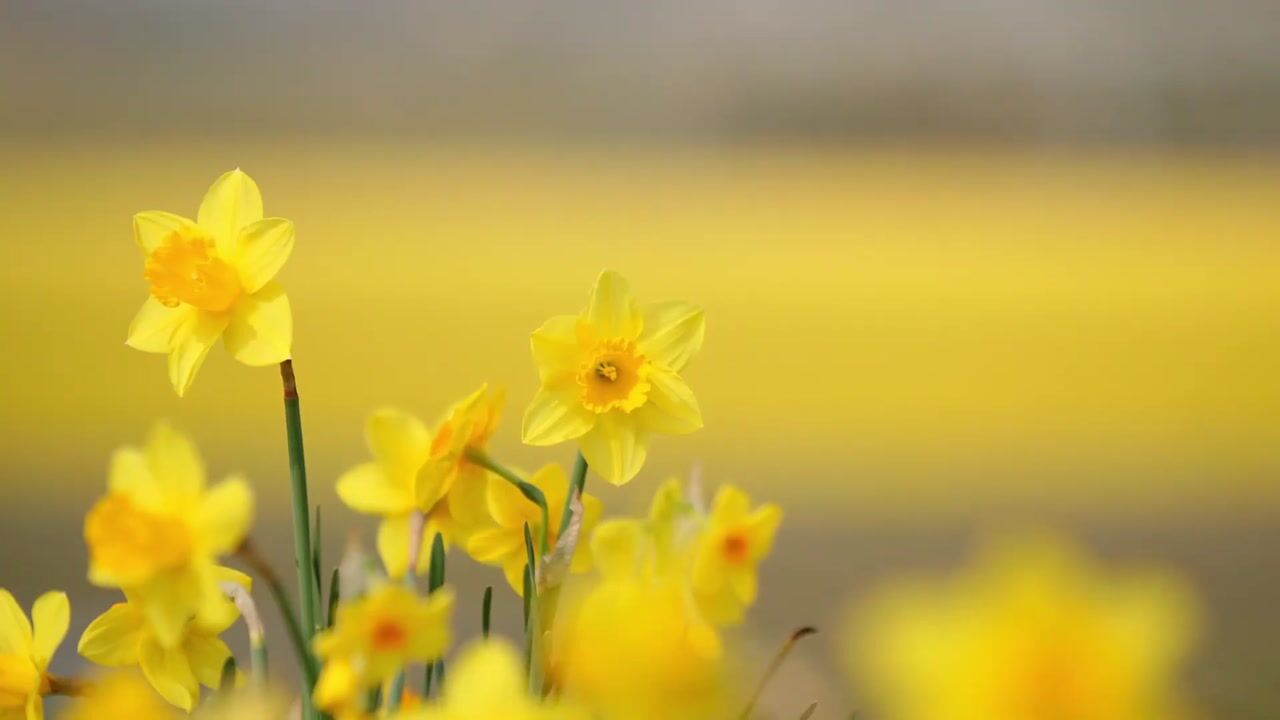 Video of Schulpweg 60-24