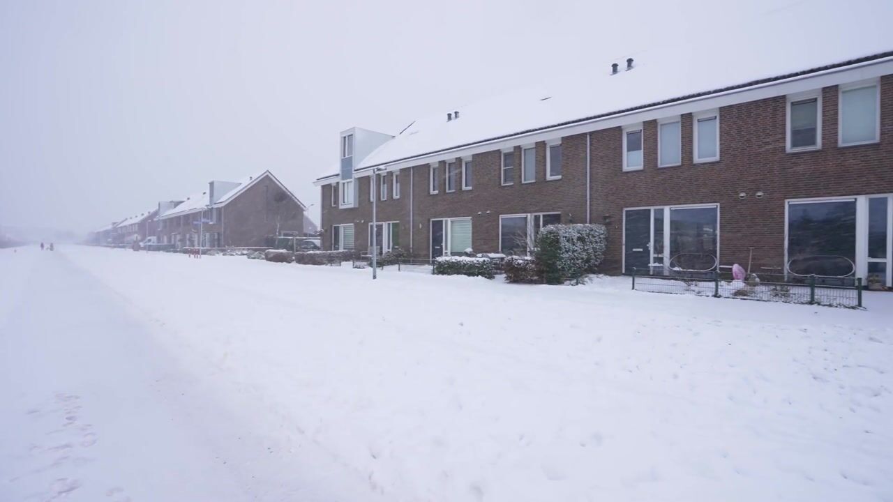 Video van Pimpernelblauwtje 13