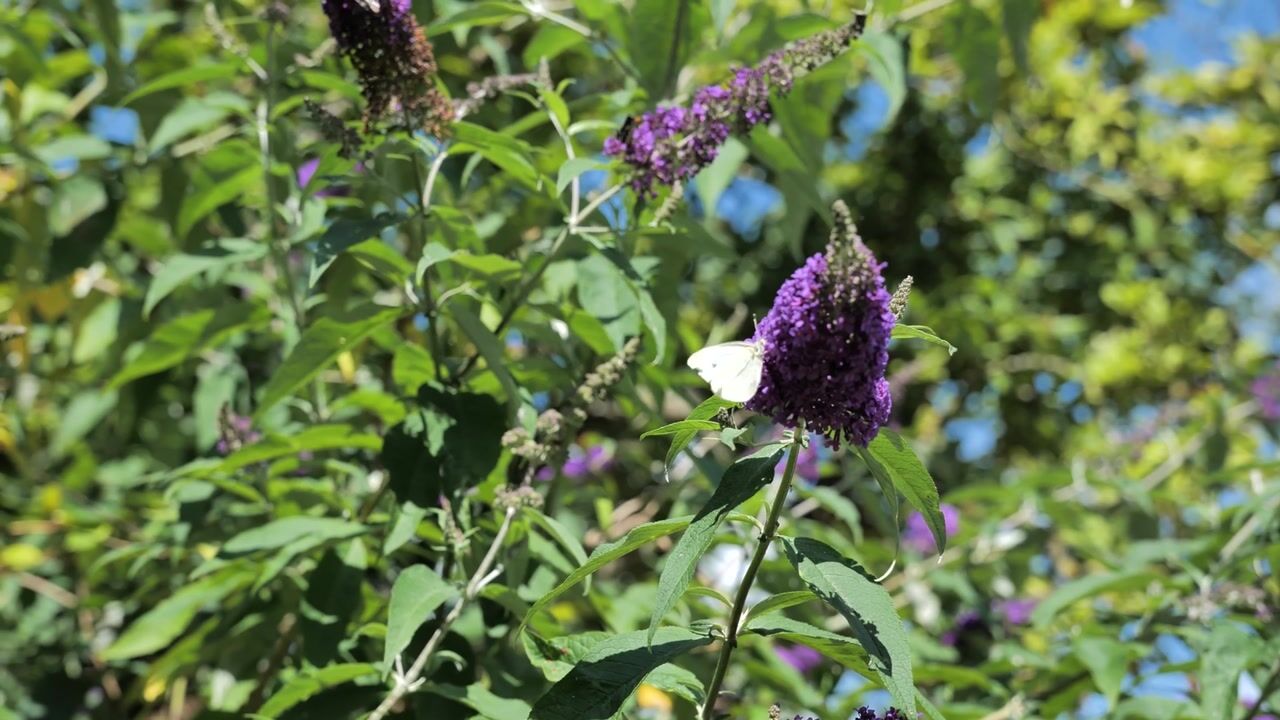 Video van Eilandseweg 27